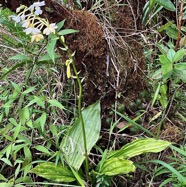 Calanthe sylvatica orchidaceae.Indigène Réunion (1).jpeg